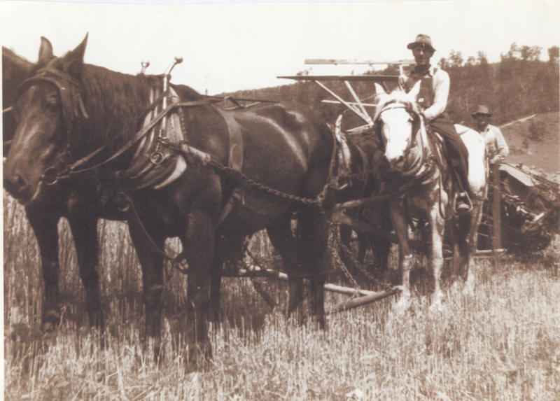 Harvesting Wheat